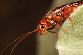 Attēlu rezultāti vaicājumam “Pamphiliidae”