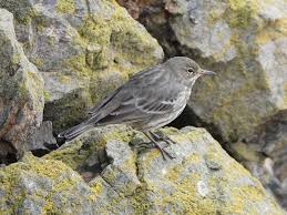 Image result for Anthus petrosus