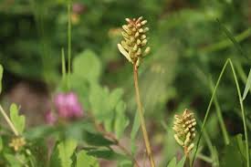 Attēlu rezultāti vaicājumam “Astragalus glycyphyllos flower”