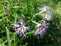 Image result for Dianthus superbus