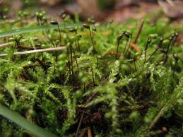 Attēlu rezultāti vaicājumam “Sciuro-hypnum curtum sporophyte”