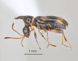 Attēlu rezultāti vaicājumam “Anthicidae”