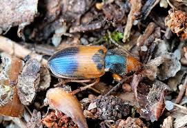 Attēlu rezultāti vaicājumam “Diachromus germanus”