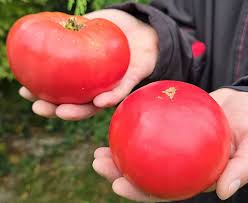 Afbeeldingsresultaat voor stump of the world tomato