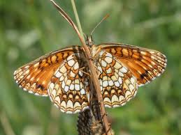 Attēlu rezultāti vaicājumam “Melitaea diamina upperside”