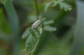 Attēlu rezultāti vaicājumam “Adelphocoris quadripunctatus”