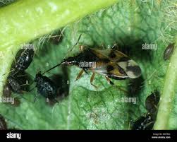 Attēlu rezultāti vaicājumam “Anthocoris nemorum”