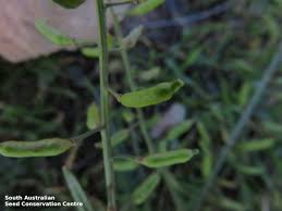 Attēlu rezultāti vaicājumam “Rorippa palustris fruit”
