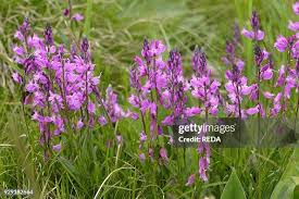 Attēlu rezultāti vaicājumam “Polygala comosa flower”