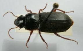 Attēlu rezultāti vaicājumam “Pterostichus sp.”