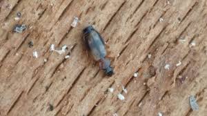 Attēlu rezultāti vaicājumam “Dromius quadrimaculatus”