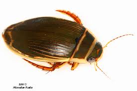 Attēlu rezultāti vaicājumam “Dytiscus marginalis”