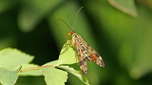 Attēlu rezultāti vaicājumam “Panorpa communis imago”