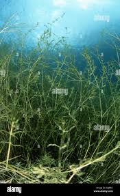 Attēlu rezultāti vaicājumam “Najas marina”