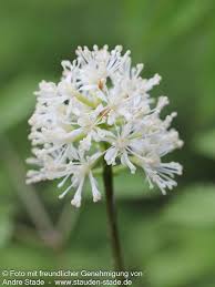 Image result for Christophskraut