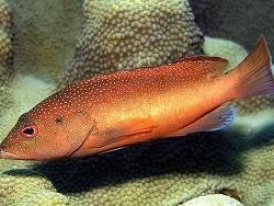 Image result for Cephalopholis fulva