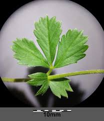 Attēlu rezultāti vaicājumam “Potentilla erecta leaf”