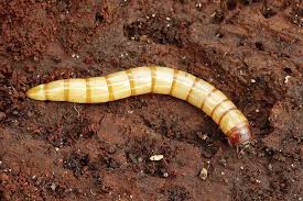 Attēlu rezultāti vaicājumam “Prionychus ater”