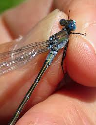 Attēlu rezultāti vaicājumam “Lestes dryas male”