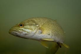 Image result for Micropterus salmoides