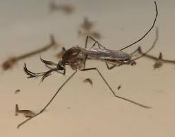 Attēlu rezultāti vaicājumam “Culex pipiens”
