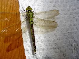 Attēlu rezultāti vaicājumam “Aeshna viridis”