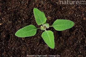 Image result for Chenopodium album