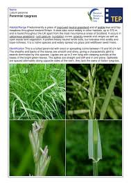 Attēlu rezultāti vaicājumam “Lolium perenne”