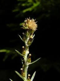 Attēlu rezultāti vaicājumam “Gnaphalium sylvaticum bud”