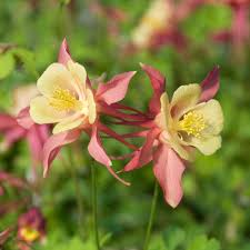 Image result for Aquilegia