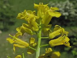 Attēlu rezultāti vaicājumam “Barbarea vulgaris subsp. arcuata flower”