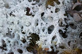 Attēlu rezultāti vaicājumam “Bacidia rubella”