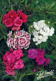 Image result for Dianthus barbatus