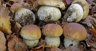 Attēlu rezultāti vaicājumam “Boletus edulis”