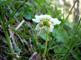 Attēlu rezultāti vaicājumam “Moneses uniflora fruit”