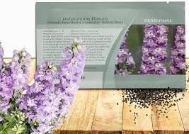 Attēlu rezultāti vaicājumam “Delphinium elatum  bud”