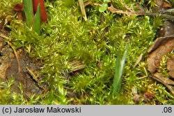 Attēlu rezultāti vaicājumam “Campylium stellatum”