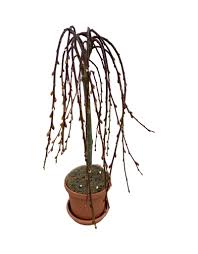 Attēlu rezultāti vaicājumam “Salix caprea”