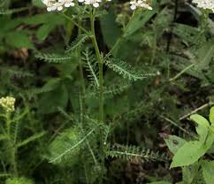 Attēlu rezultāti vaicājumam “Achillea millefolium leaf”