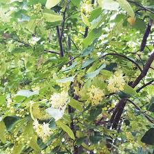 Attēlu rezultāti vaicājumam “Tilia amurensis”