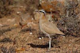 Image result for Cursorius cursor