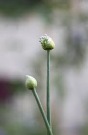 Attēlu rezultāti vaicājumam “Allium cepa bud”