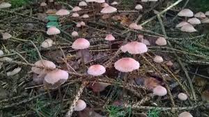 Attēlu rezultāti vaicājumam “Mycena rosella”