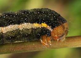 Attēlu rezultāti vaicājumam “Trachea atriplicis”