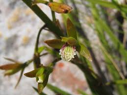 Image result for Acrolophia capensis