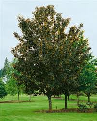 Attēlu rezultāti vaicājumam “Acer pseudoplatanus fo. purpurascens”