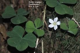 Attēlu rezultāti vaicājumam “Oxalidaceae”