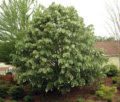 Attēlu rezultāti vaicājumam “Tilia tomentosa”