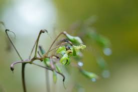 Attēlu rezultāti vaicājumam “Impatiens glandulifera fruit”