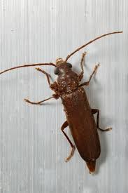 Attēlu rezultāti vaicājumam “Tetropium fuscum”